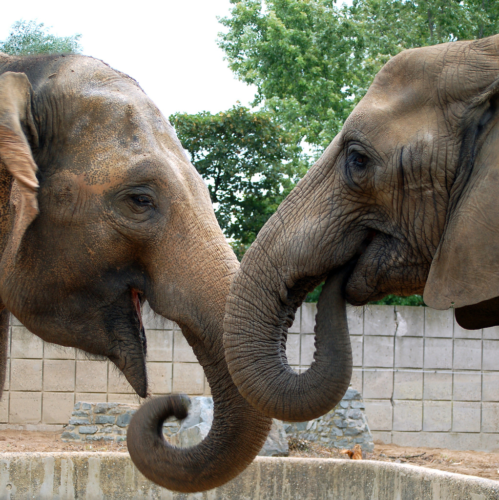Two elephants interacting